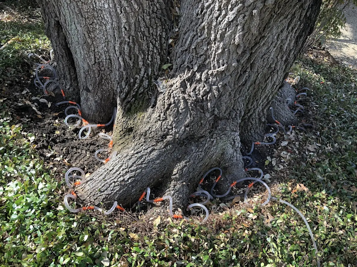 Detailed Tree Cabling and Bracing job site in Stirling City