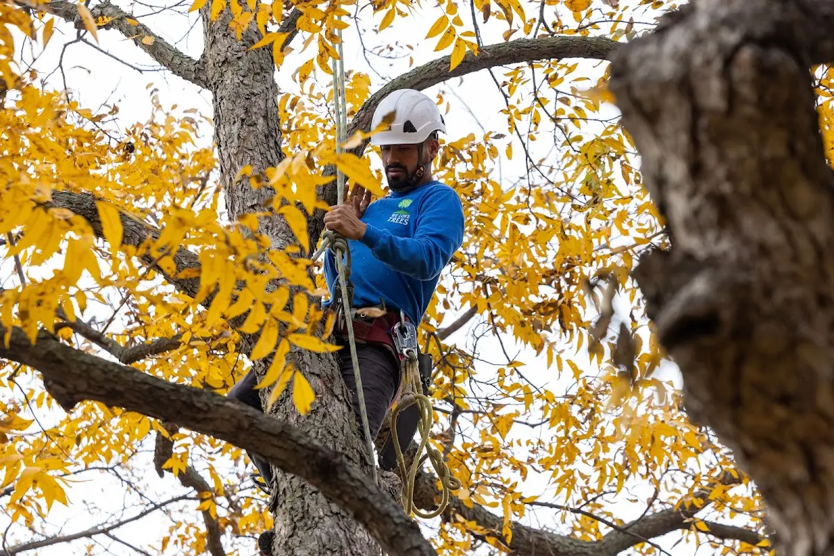 Skilled Storm Damage Cleanup crew working in Stirling City