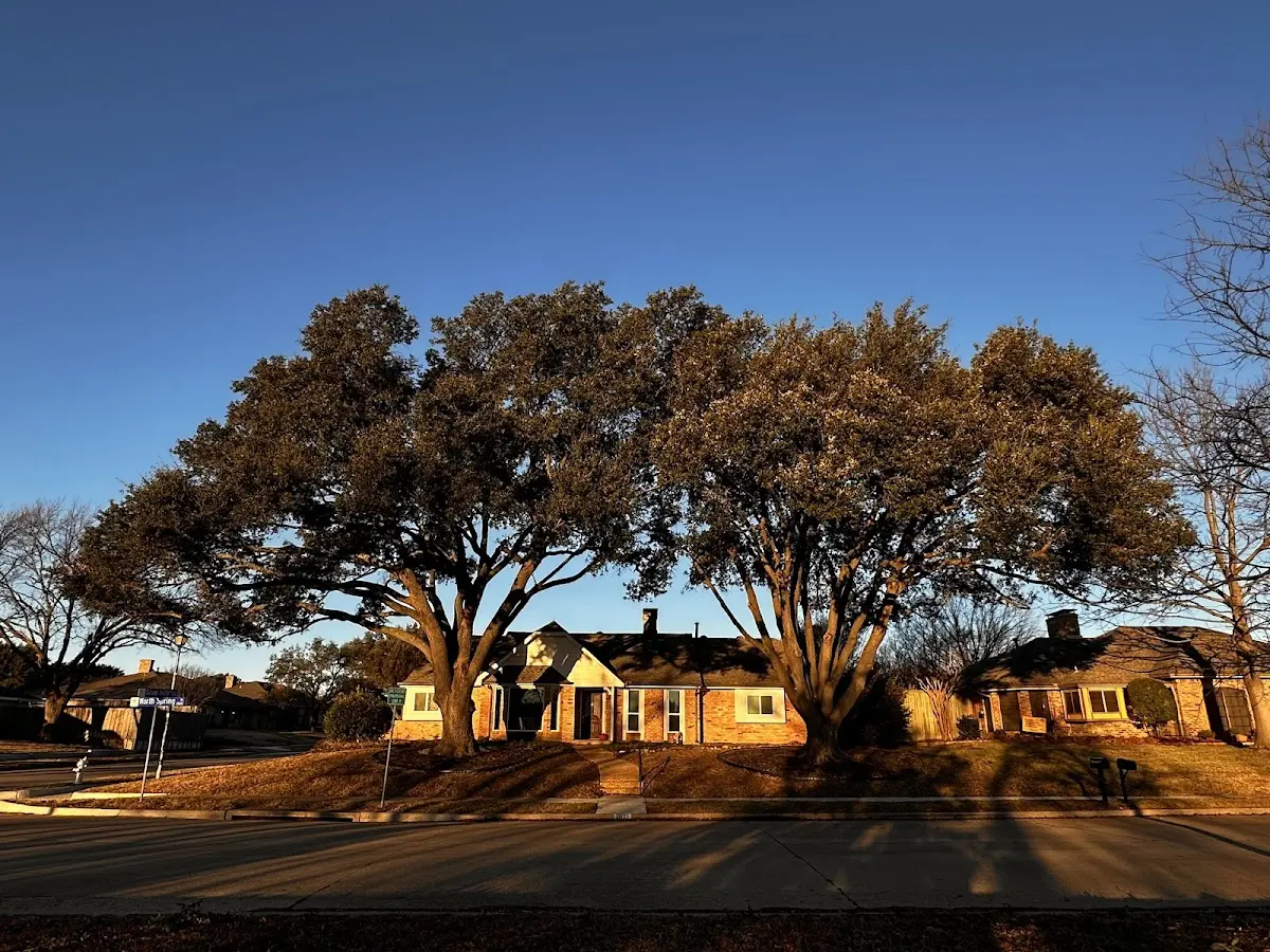 Established residential canopy tree shading a home in Stirling City
